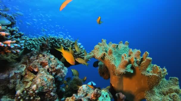 Underwater Colourful Tropical Fishes — стоковое видео