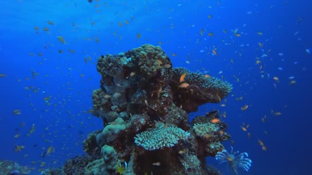 Underwater Colourful Tropical Fishes — Vídeo de stock