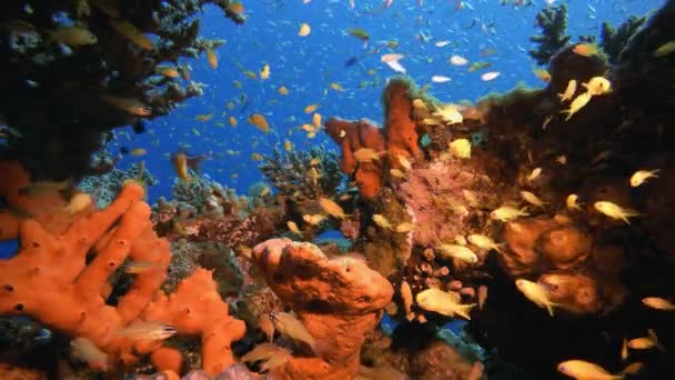 Υποβρύχια πολύχρωμα τροπικά ψάρια — Αρχείο Βίντεο