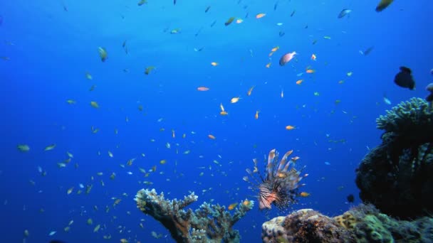 Bunte tropische Löwenfische unter Wasser — Stockvideo