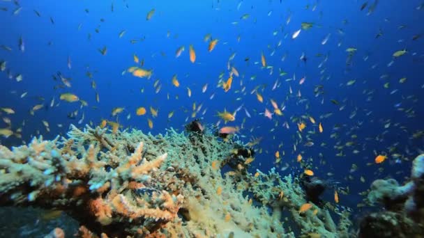 Undervattens färgstarka tropiska lejonfiskar — Stockvideo