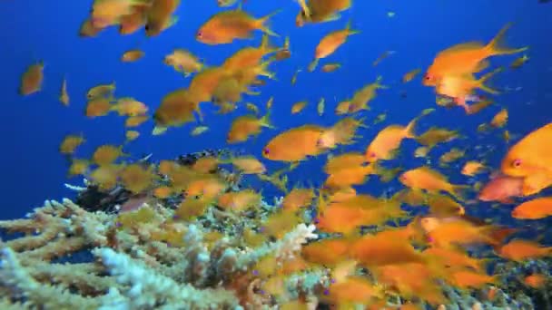 水底五彩斑斓的热带珊瑚礁鱼 — 图库视频影像