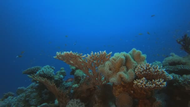 Peixes de recifes tropicais coloridos subaquáticos — Vídeo de Stock