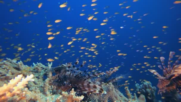 Подводный коралловый сад — стоковое видео