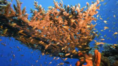 Su altı Mercan Kayalıkları Denizcisi