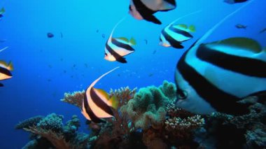 Sualtı Balık ve Mercan Bahçesi