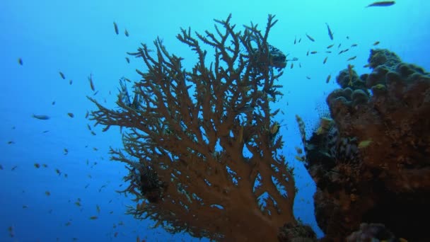 Karang Tropis Koral Bawah Air — Stok Video