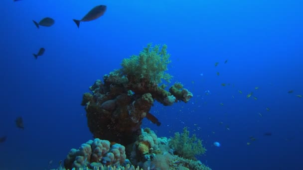 Coral submarino Arrecife Tropical Marino — Vídeos de Stock