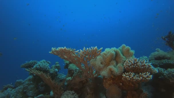 Coral submarino Arrecife Tropical Marino — Vídeo de stock