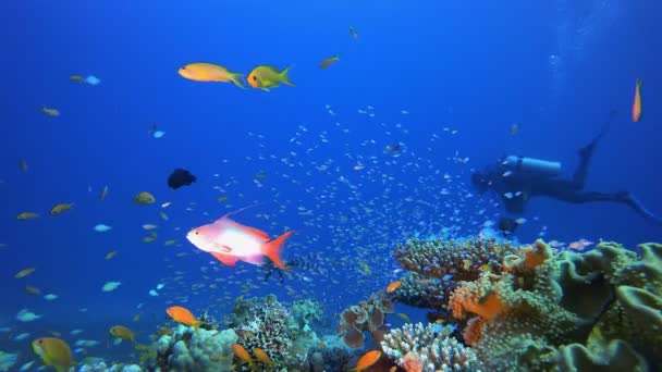 Podwodny nurek i ryby tropikalne — Wideo stockowe