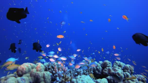 Jardín submarino de peces y coral — Vídeo de stock