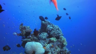 Sualtı Balık ve Mercan Bahçesi