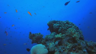 Sualtı Balık ve Mercan Bahçesi