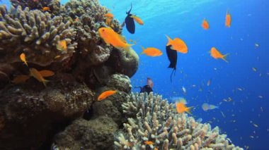 Sualtı Balığı ve Sert Mercan