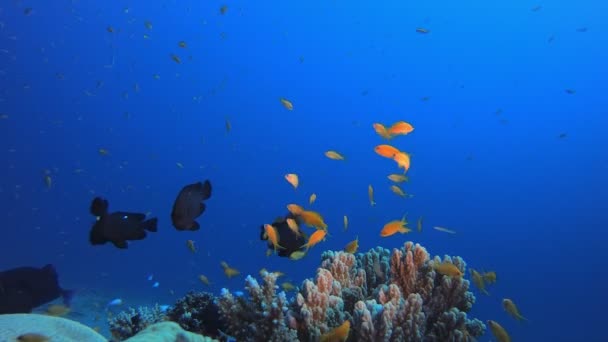 水中魚とサンゴの庭 — ストック動画