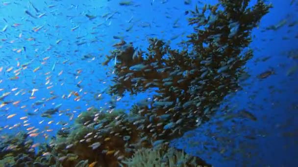 Peixes subaquáticos e jardim de coral — Vídeo de Stock