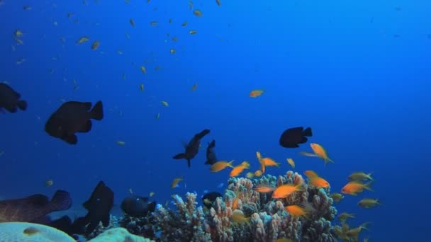 海底鱼类及热带珊瑚礁 — 图库视频影像