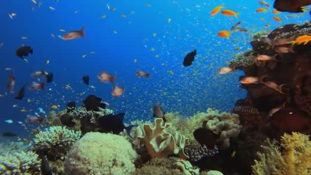 水底海洋热带五彩斑斓生物 — 图库视频影像