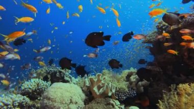Canlı Mercan Bahçesinde Sualtı Balığı