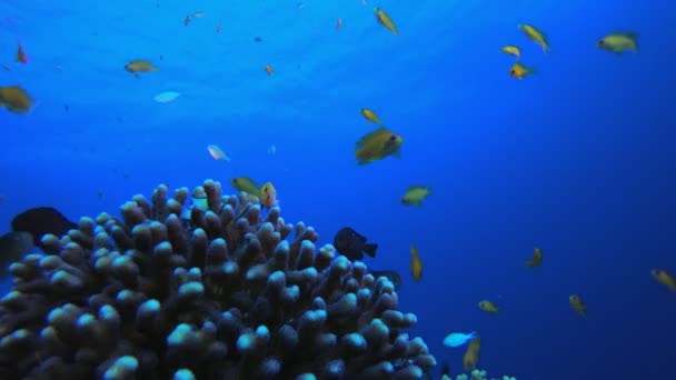 Pesca Submarina Arrecife Tropical Marino — Vídeo de stock