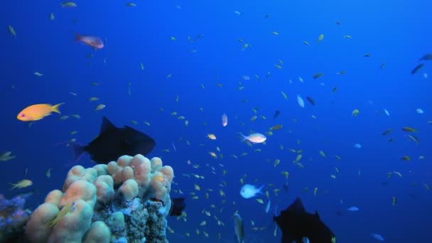 Pesca Submarina Arrecife Tropical Marino — Vídeos de Stock