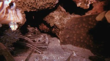 Sualtı Aslan Balığı ve Tropikal Kedi Balığı