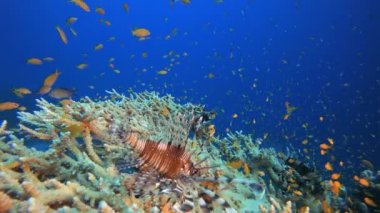 Su altı aslan balığı.