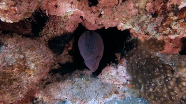 Moray gigante submarino y camarones — Vídeos de Stock