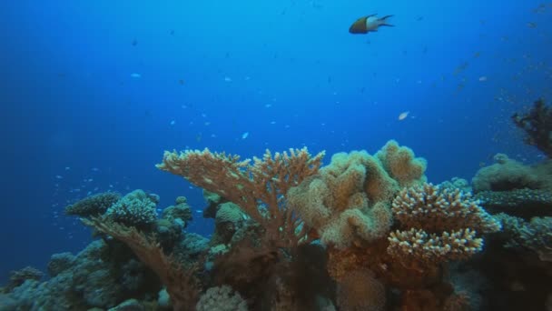 Морской пехотинец подводного тропического рифа — стоковое видео