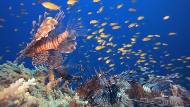 Escuelas submarinas de peces león — Vídeos de Stock