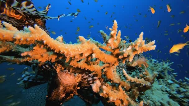 Sous-marin Lionfish Coral Garden — Video