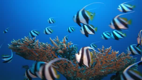 Vida marina submarina Peces — Vídeo de stock