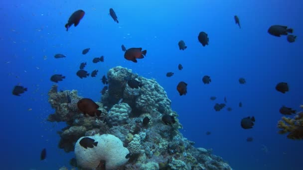 Peces submarinos en vibrante jardín de coral — Vídeo de stock