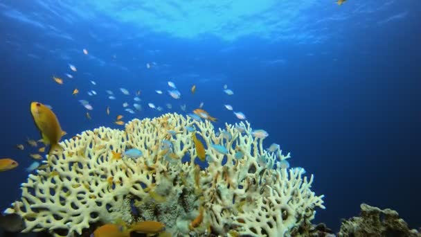 水底海洋热带五彩斑斓生物 — 图库视频影像