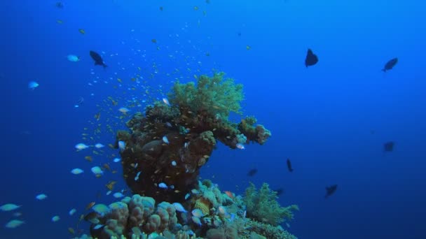 Vida tropical marina submarina — Vídeos de Stock