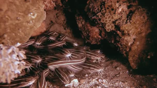 Onderwater Red Sea Catfish — Stockvideo