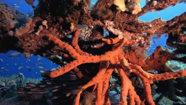Underwater Red Sponge and Catfish Schooling — Stock Video