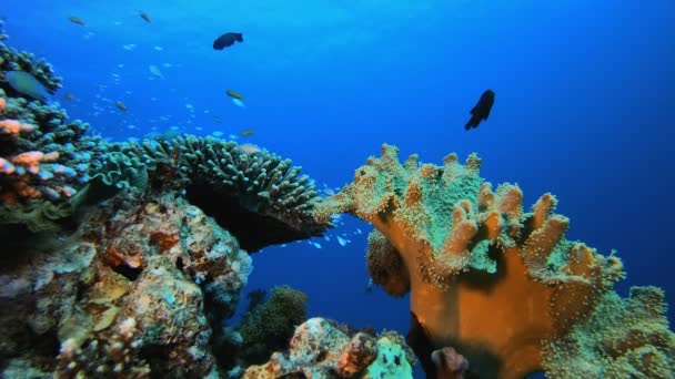 水底海洋热带五彩斑斓生物 — 图库视频影像