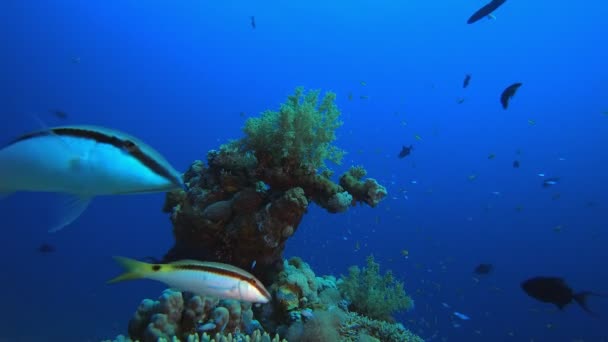 Deniz altı Tropikal Hayatı — Stok video
