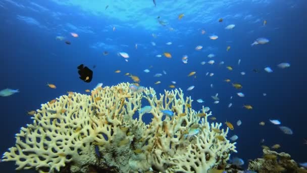 Unterwasser Orange Blau Grün Fisch — Stockvideo