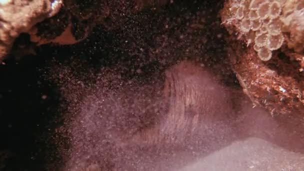 Unterwassermonster Riesenmuränen — Stockvideo