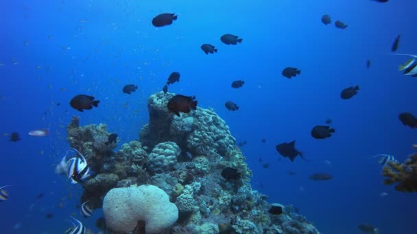 Onderwater vissen en hard koraal — Stockvideo