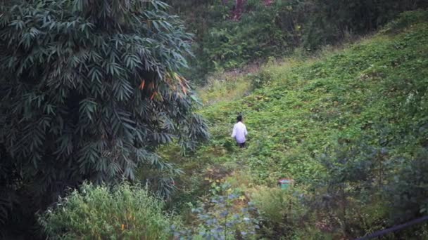 Sapa, Vietnam - 13th October 2019: A local works in the field to gather herbs and plants — Wideo stockowe