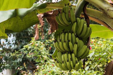A big bunch of large green bananas growing from a tree on Cat Ba Island, Ha Long Bay, North Vietnam clipart