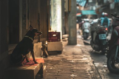 Tasma takan yalnız bir köpek güzel bir sabah güneşinde Hanoi, Vietnam, Asya sokaklarında sahibini bekliyor.