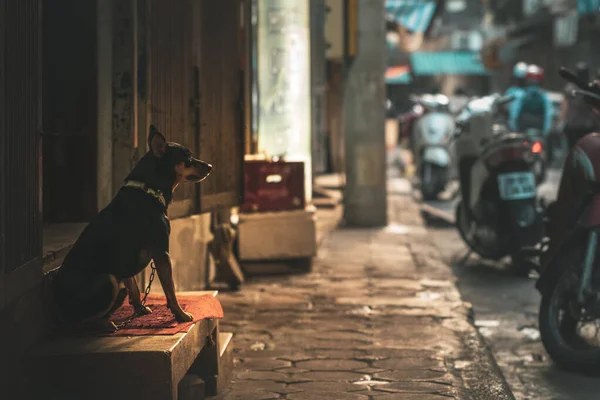 A lonely chained up dog wearing a collar waits for its owner in the Streets of Hanoi, Vietnam, Asia during a beautiful morning sunrise — Stock Photo, Image