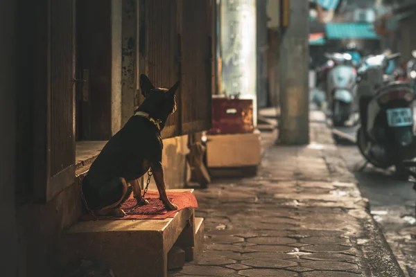 Un chien seul enchaîné portant un collier attend son propriétaire dans les rues de Hanoi, Vietnam, Asie lors d'un beau lever de soleil matinal — Photo