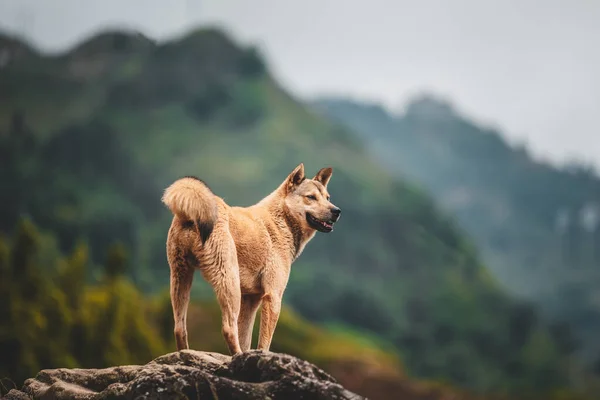 Un perro callejero solitario encontrado en las montañas alrededor de Sapa en Vietnam del Norte, Asia . — Foto de Stock