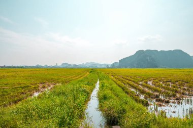 Tam Coc, Kuzey Vietnam 'daki küçük bir köyde pirinç tarlaları ve kireçtaşı dağları hasat edildi.