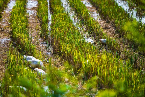 Primo piano delle anatre nei campi di riso raccolti e nelle montagne calcaree nel piccolo villaggio di Tam Coc, Vietnam del Nord — Foto Stock